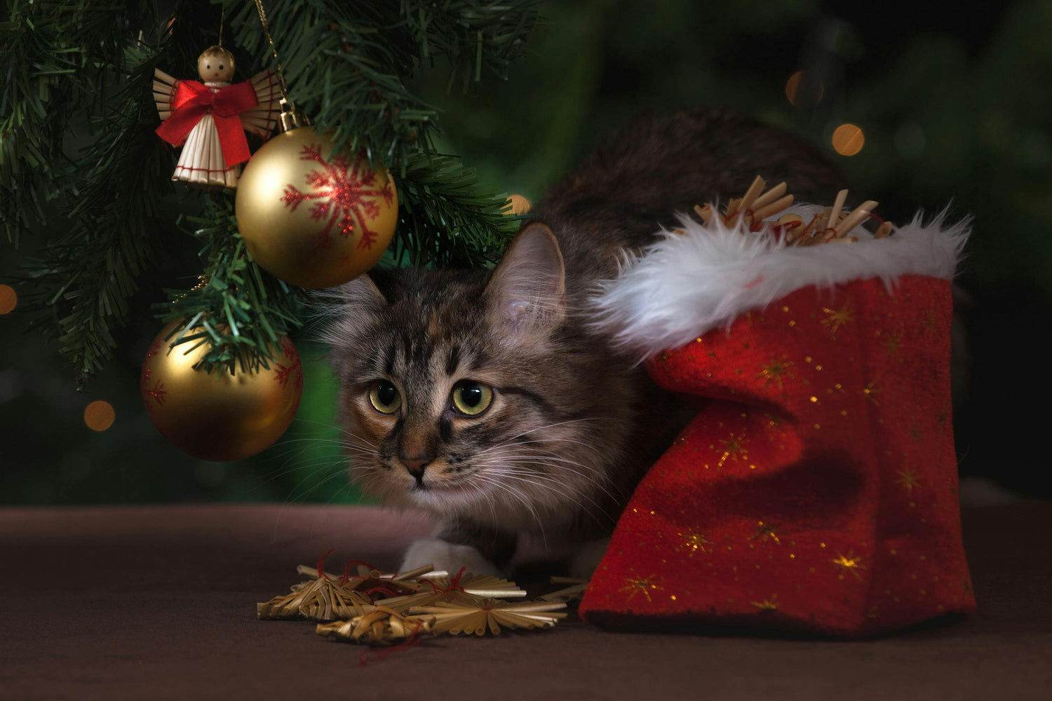 Gift For Cat